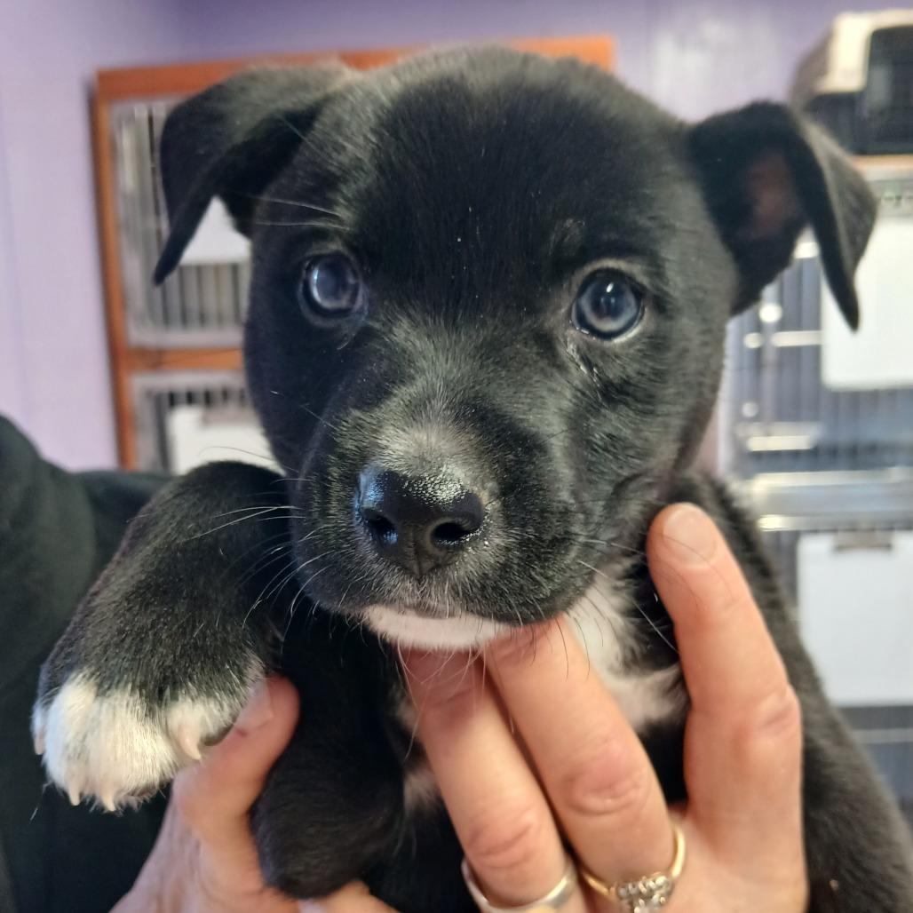 Enlarge Finley, a Adoptable Mixed Breed in Redwood Valley, CA image 4/6