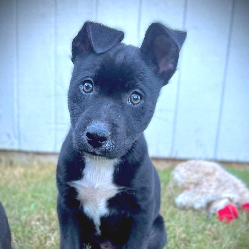 Enlarge Finley, a Adoptable Mixed Breed in Redwood Valley, CA image 5/6