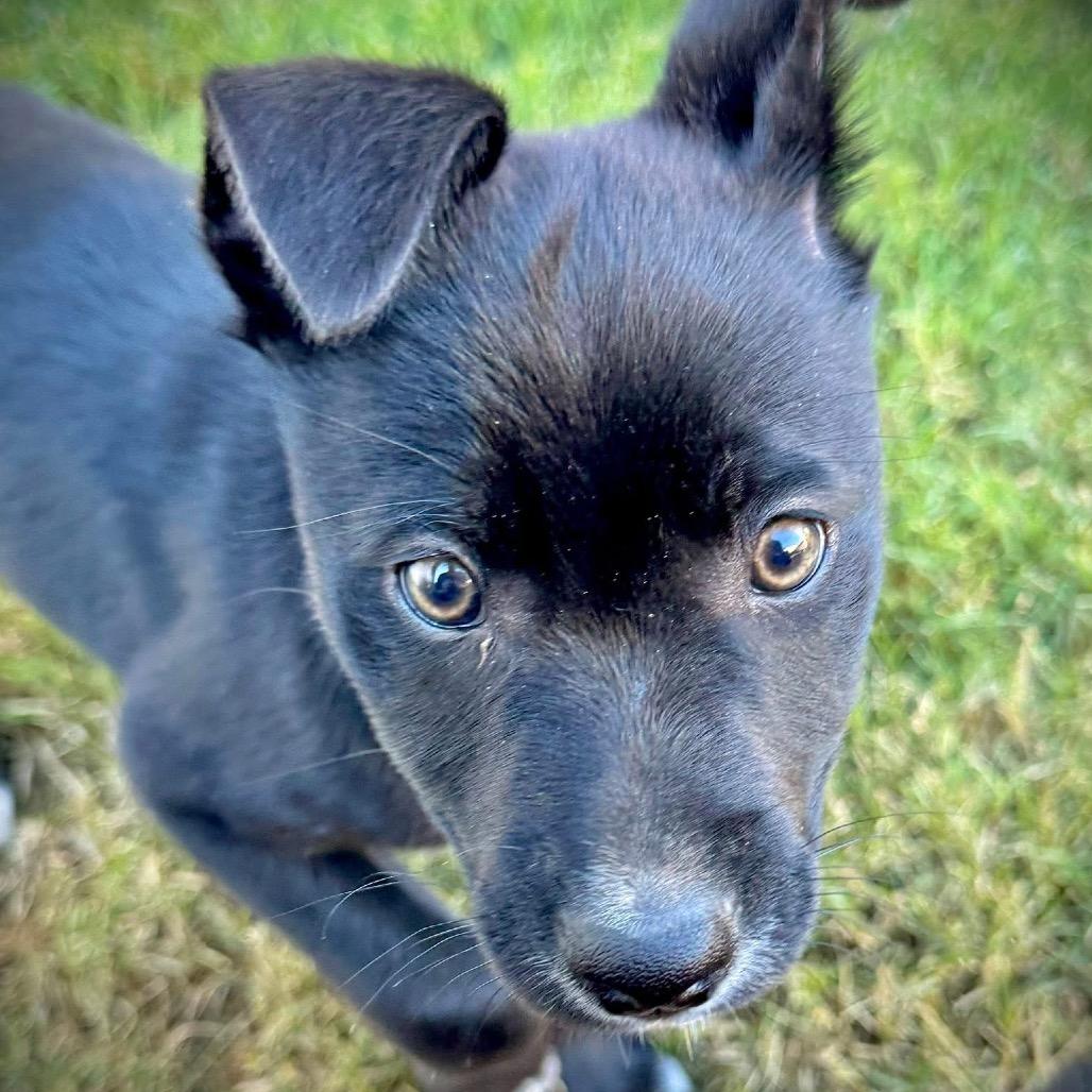Enlarge Finley, a Adoptable Mixed Breed in Redwood Valley, CA image 6/6