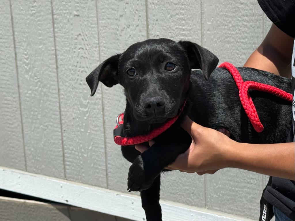 Olive, Adoptable, Puppy Female Terrier & Mixed Breed.