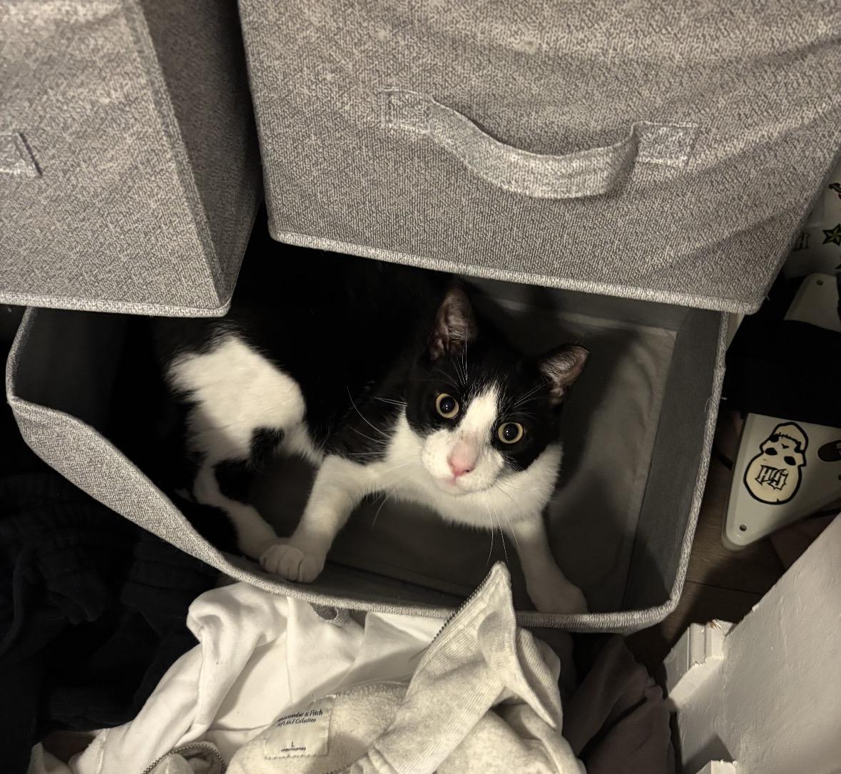 Enlarge Miko, a ADOPTABLE Domestic Short Hair in Miami, FL image 3/6