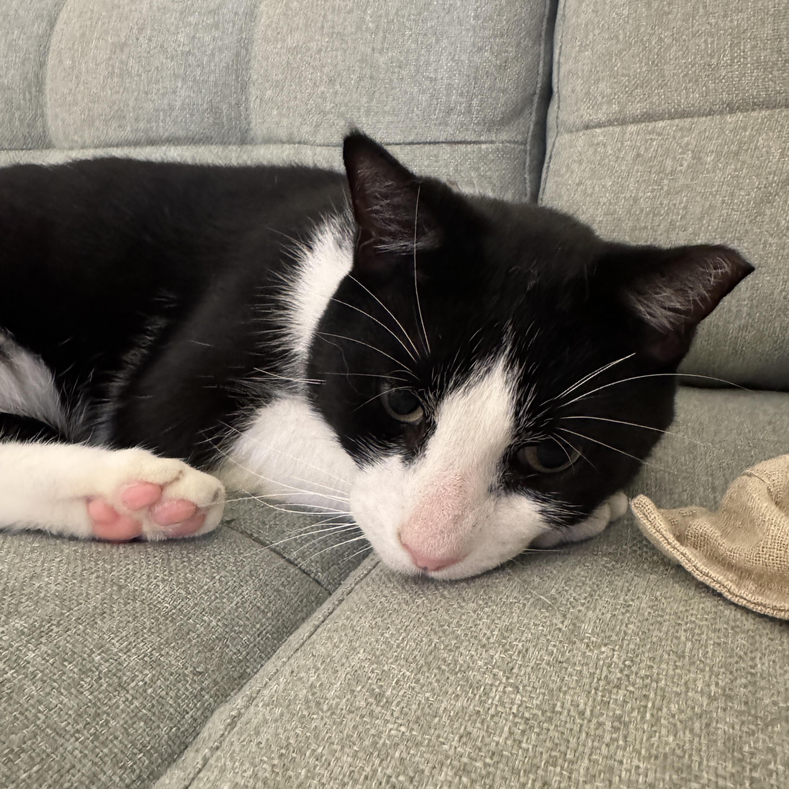 Enlarge Miko, a ADOPTABLE Domestic Short Hair in Miami, FL image 5/6