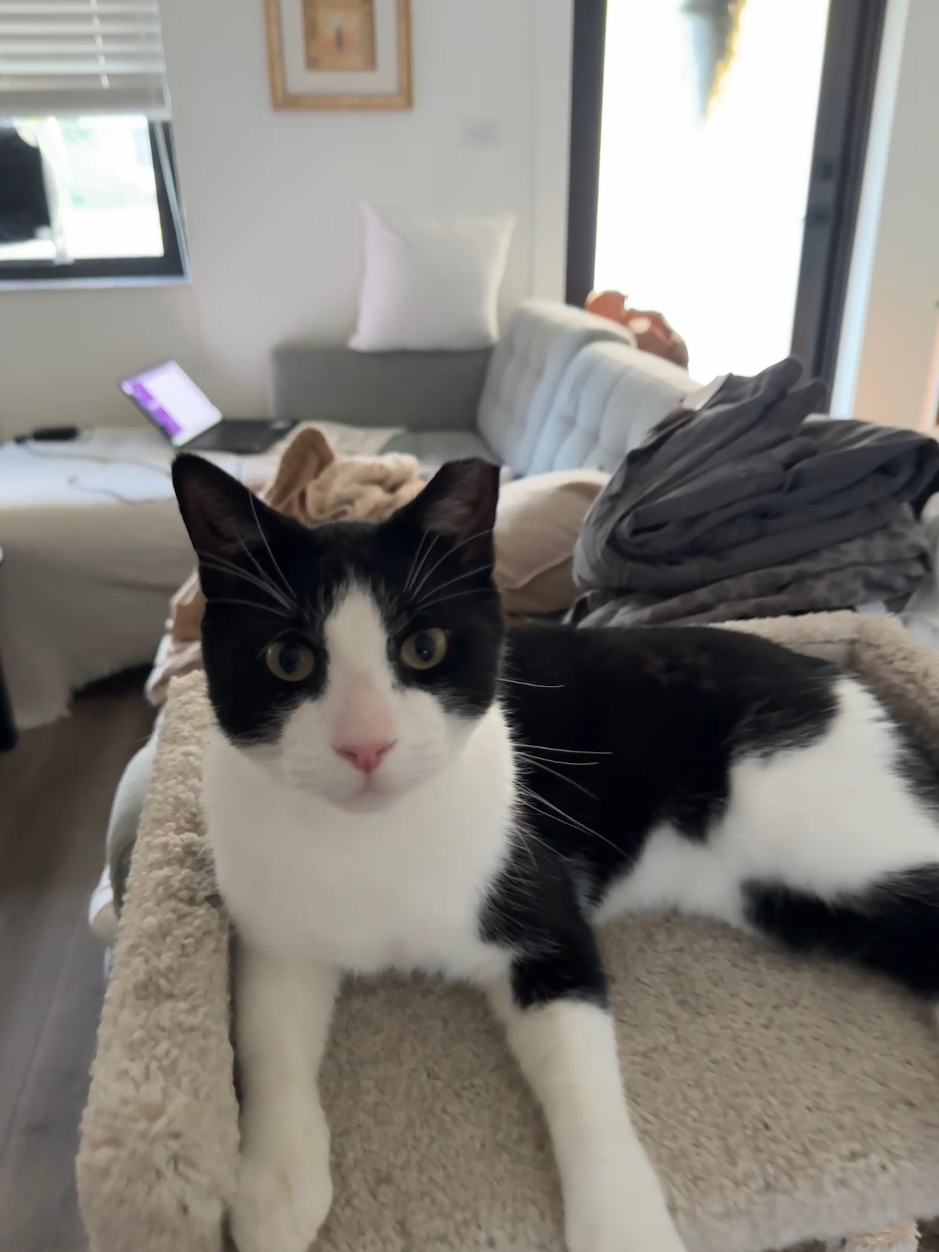 Enlarge Miko, a ADOPTABLE Domestic Short Hair in Miami, FL image 2/6