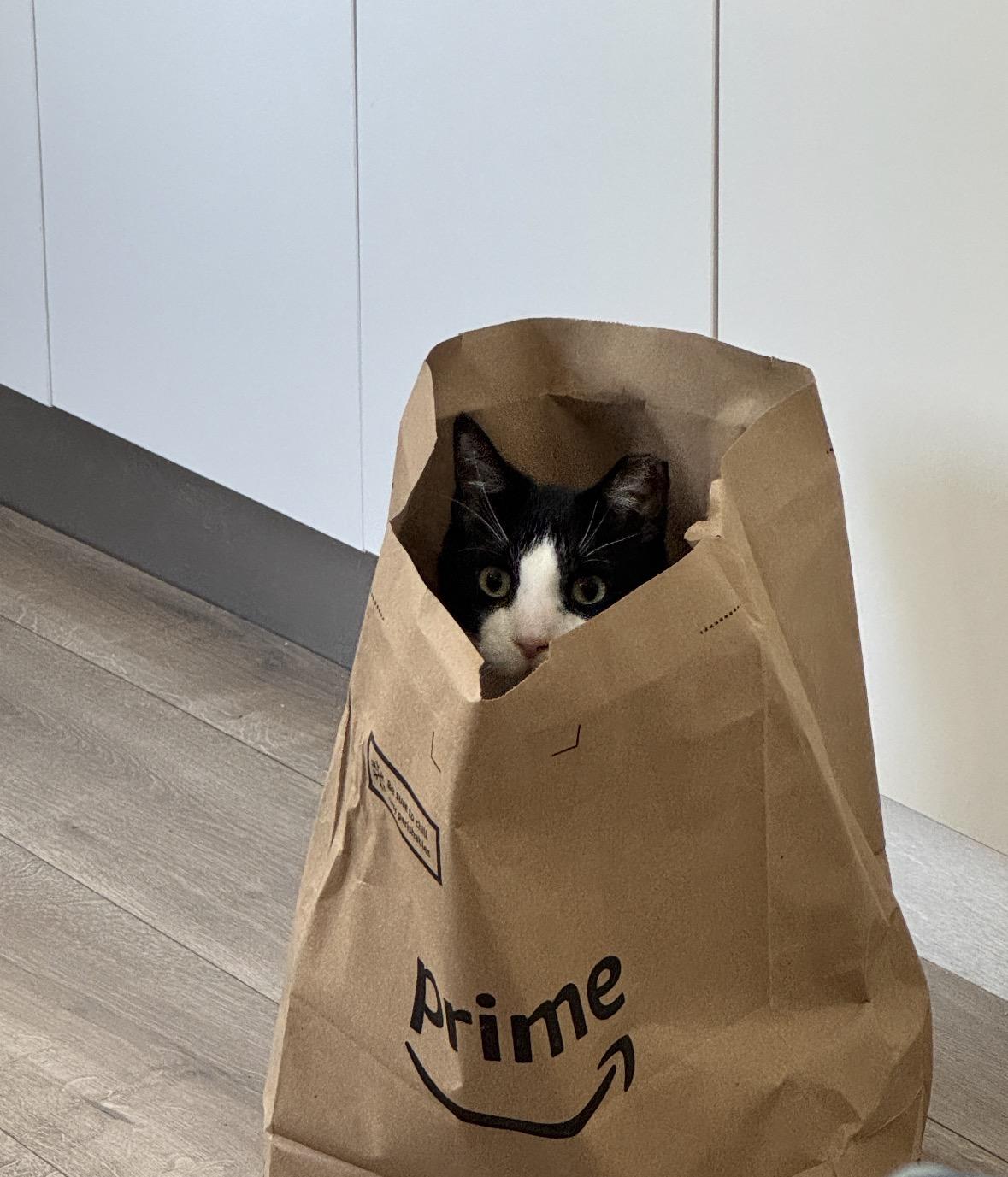 Enlarge Miko, a ADOPTABLE Domestic Short Hair in Miami, FL image 1/6