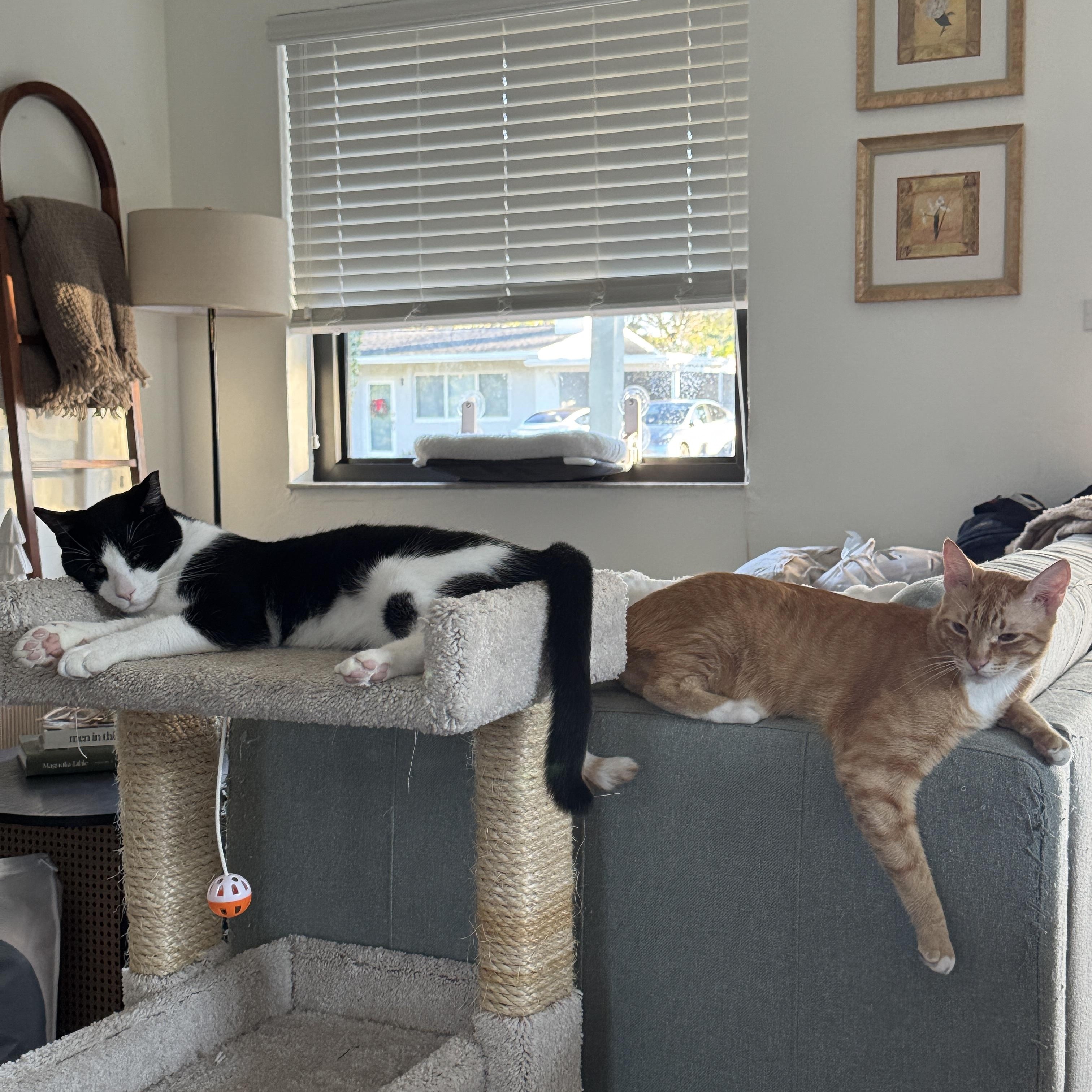 Enlarge Miko, a ADOPTABLE Domestic Short Hair in Miami, FL image 4/6