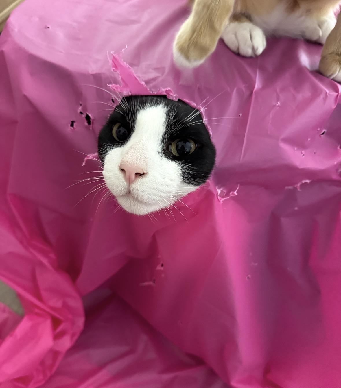 Enlarge Miko, a ADOPTABLE Domestic Short Hair in Miami, FL image 2/6