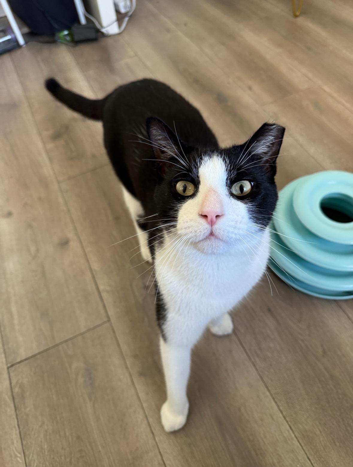 Miko, ADOPTABLE, Adult Male Domestic Short Hair.