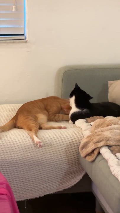 Enlarge Miko, a ADOPTABLE Domestic Short Hair in Miami, FL video 6/6