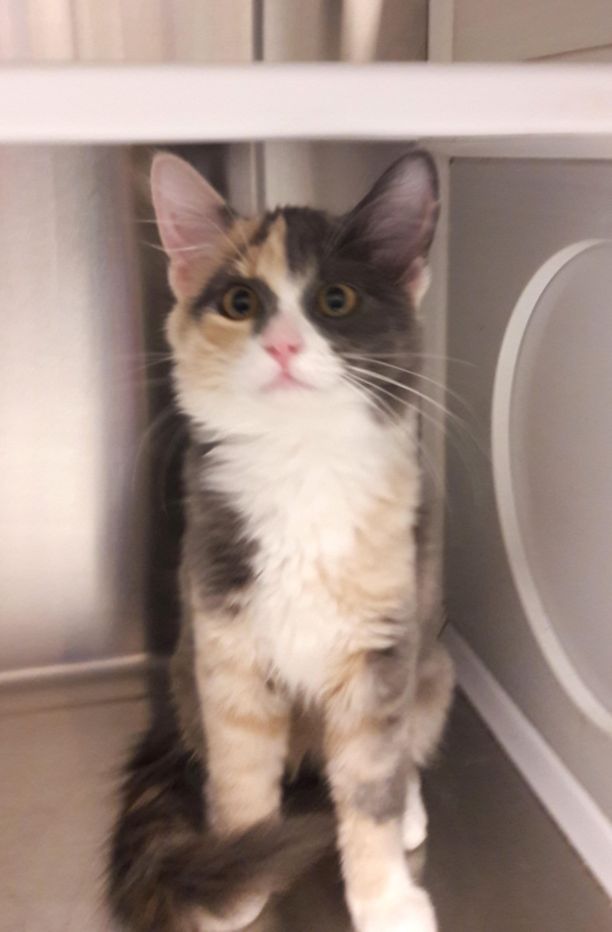 Enlarge Jasmine, a ADOPTABLE Domestic Medium Hair in Mesquite, NV image 2/2