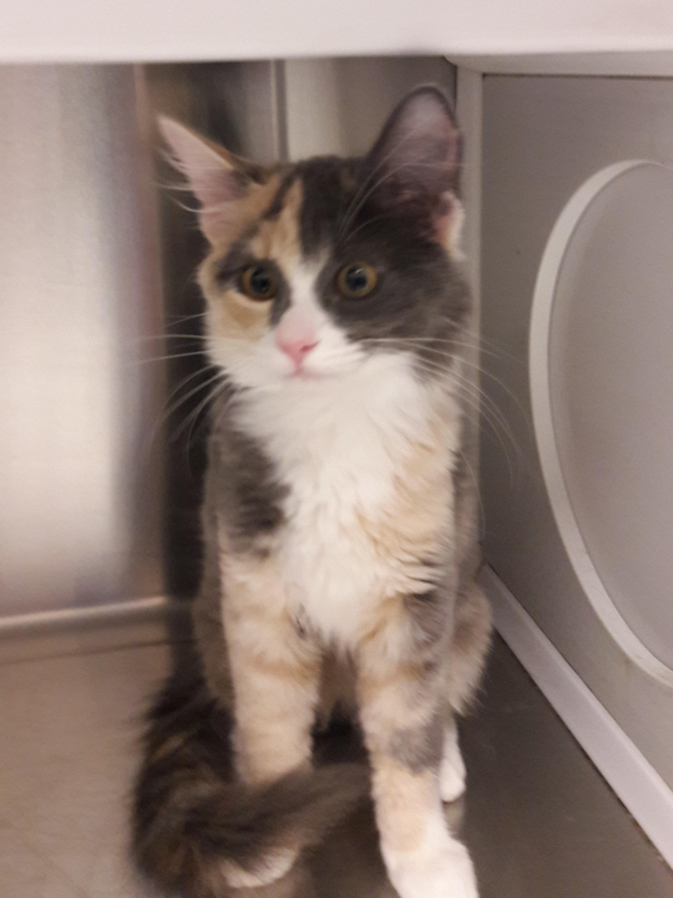 Enlarge Jasmine, a ADOPTABLE Domestic Medium Hair in Mesquite, NV image 1/2