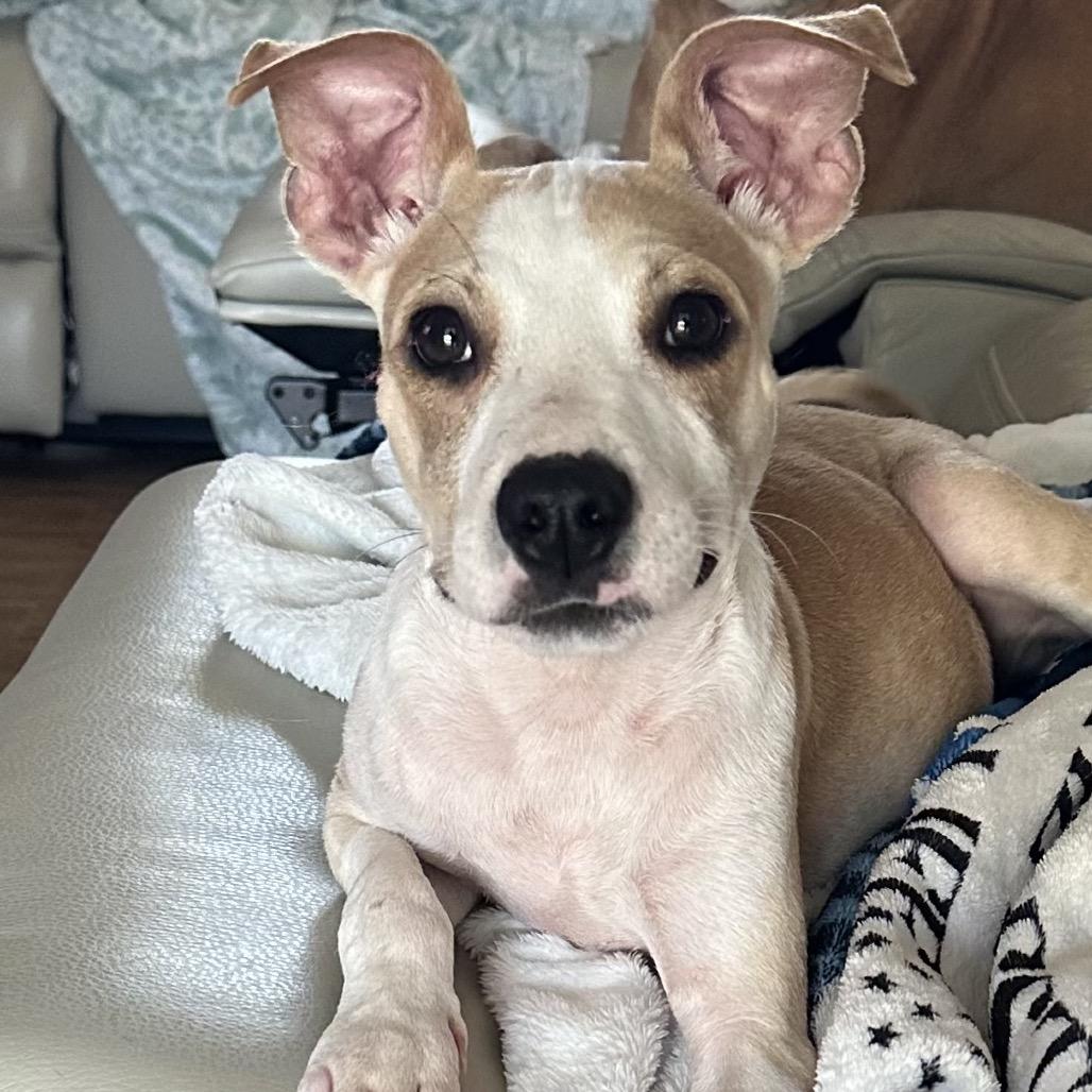 Butters, Adoptable, Young Male Mixed Breed.