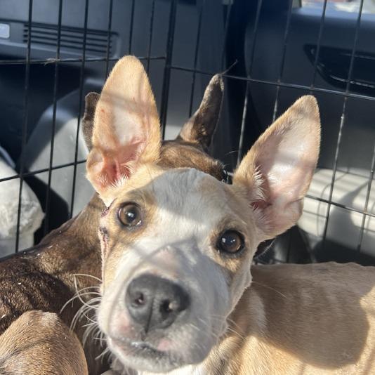 Butters, a Adoptable Mixed Breed in Hobe Sound, FL image 3/6