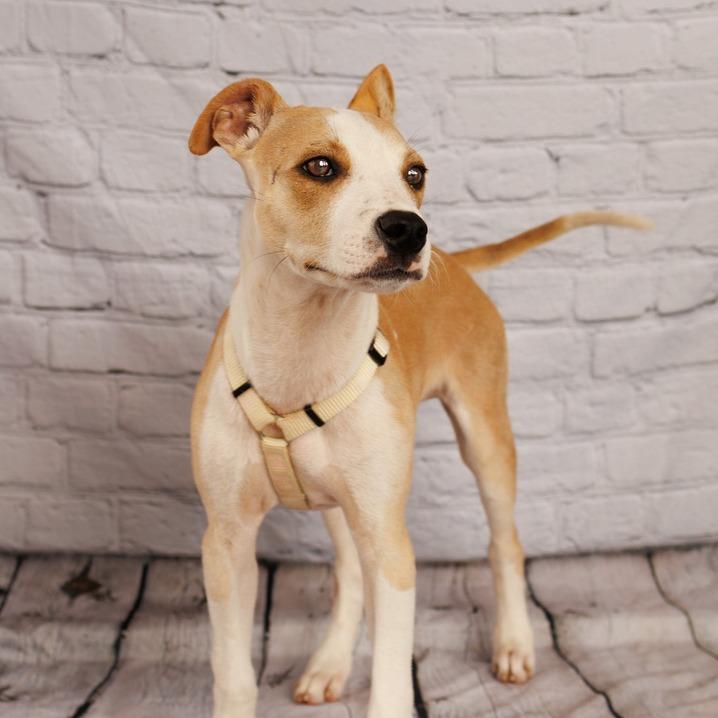 Butters, a Adoptable Mixed Breed in Hobe Sound, FL image 5/6
