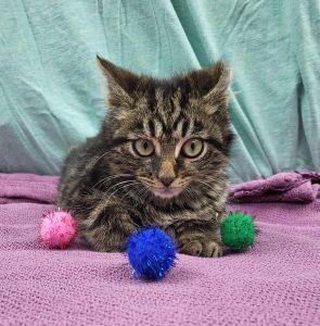 Enlarge Bartholomew, a ADOPTABLE Domestic Short Hair in Bucyrus, OH image 4/4