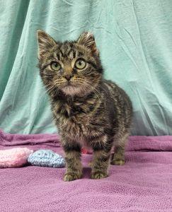 Enlarge Bartholomew, a ADOPTABLE Domestic Short Hair in Bucyrus, OH image 2/4