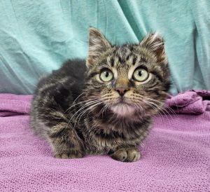 Enlarge Bartholomew, a ADOPTABLE Domestic Short Hair in Bucyrus, OH image 3/4