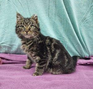 Bartholomew, ADOPTABLE, Young Male Domestic Short Hair.