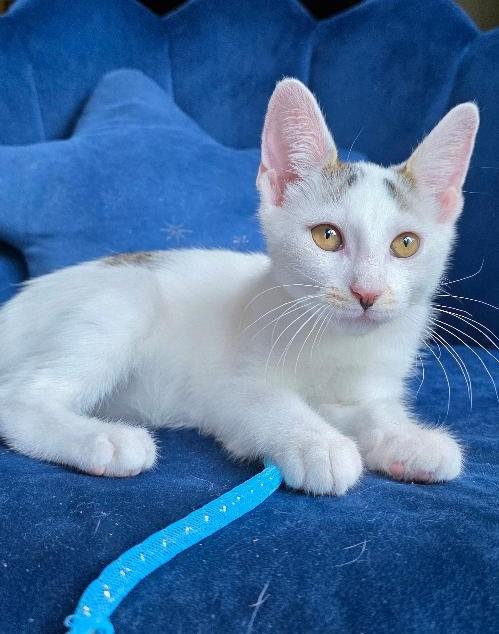 Holland, a ADOPTABLE Tabby in Wayne, NJ image 1/2