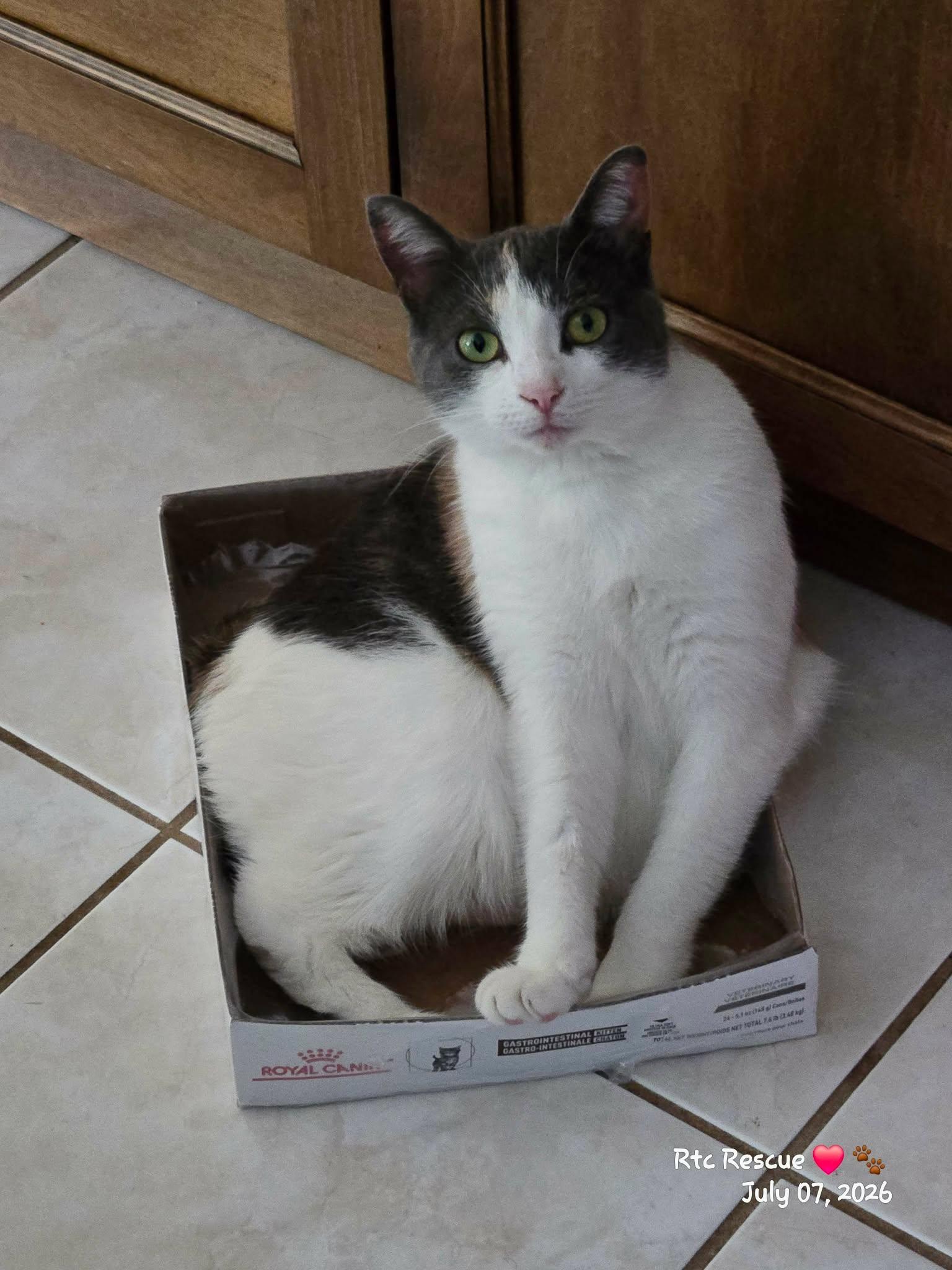 Ruby, a ADOPTABLE Domestic Short Hair in Shakespeare, ON image 2/6