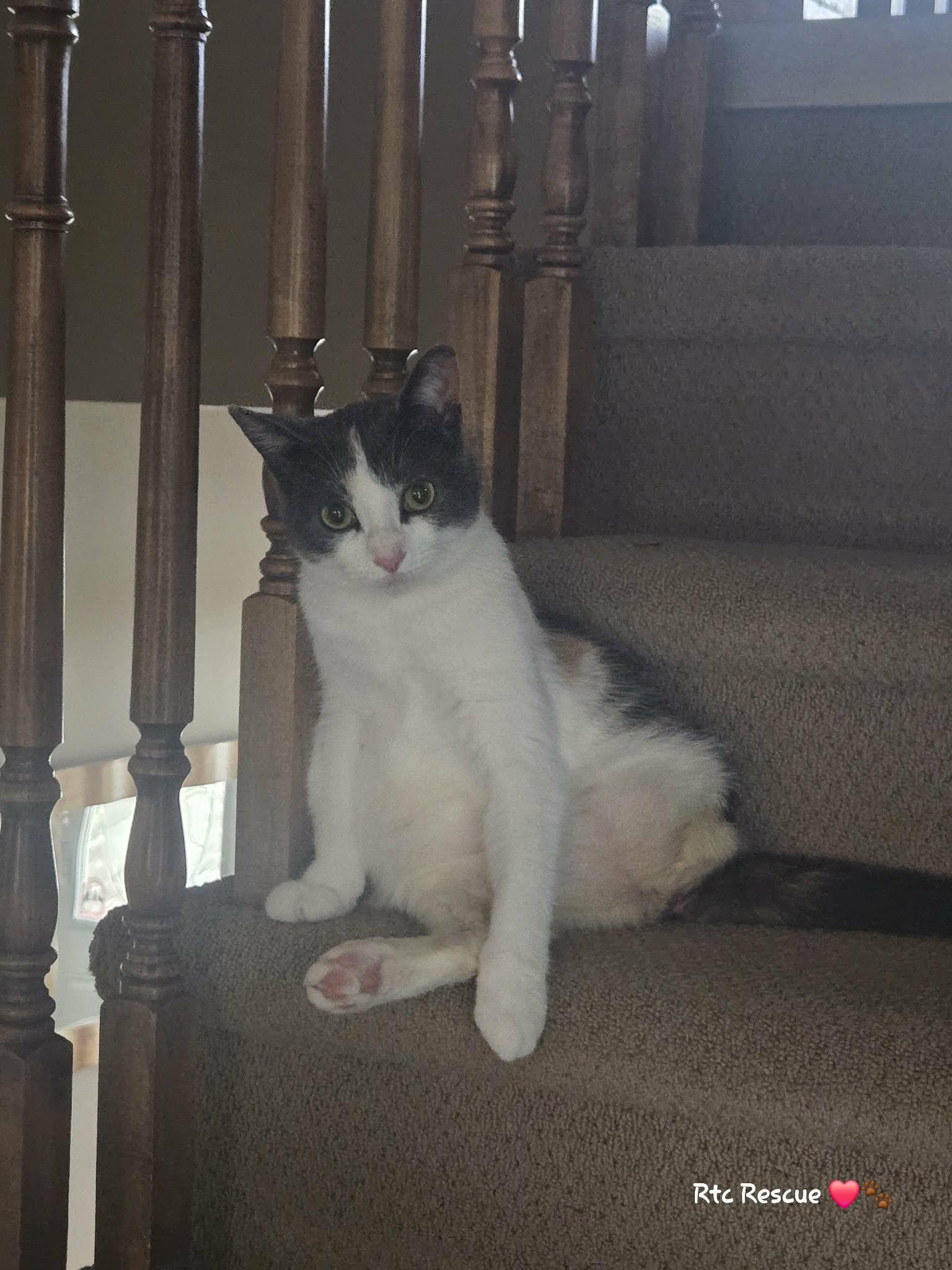 Enlarge Ruby, a ADOPTABLE Domestic Short Hair in Shakespeare, ON image 6/6