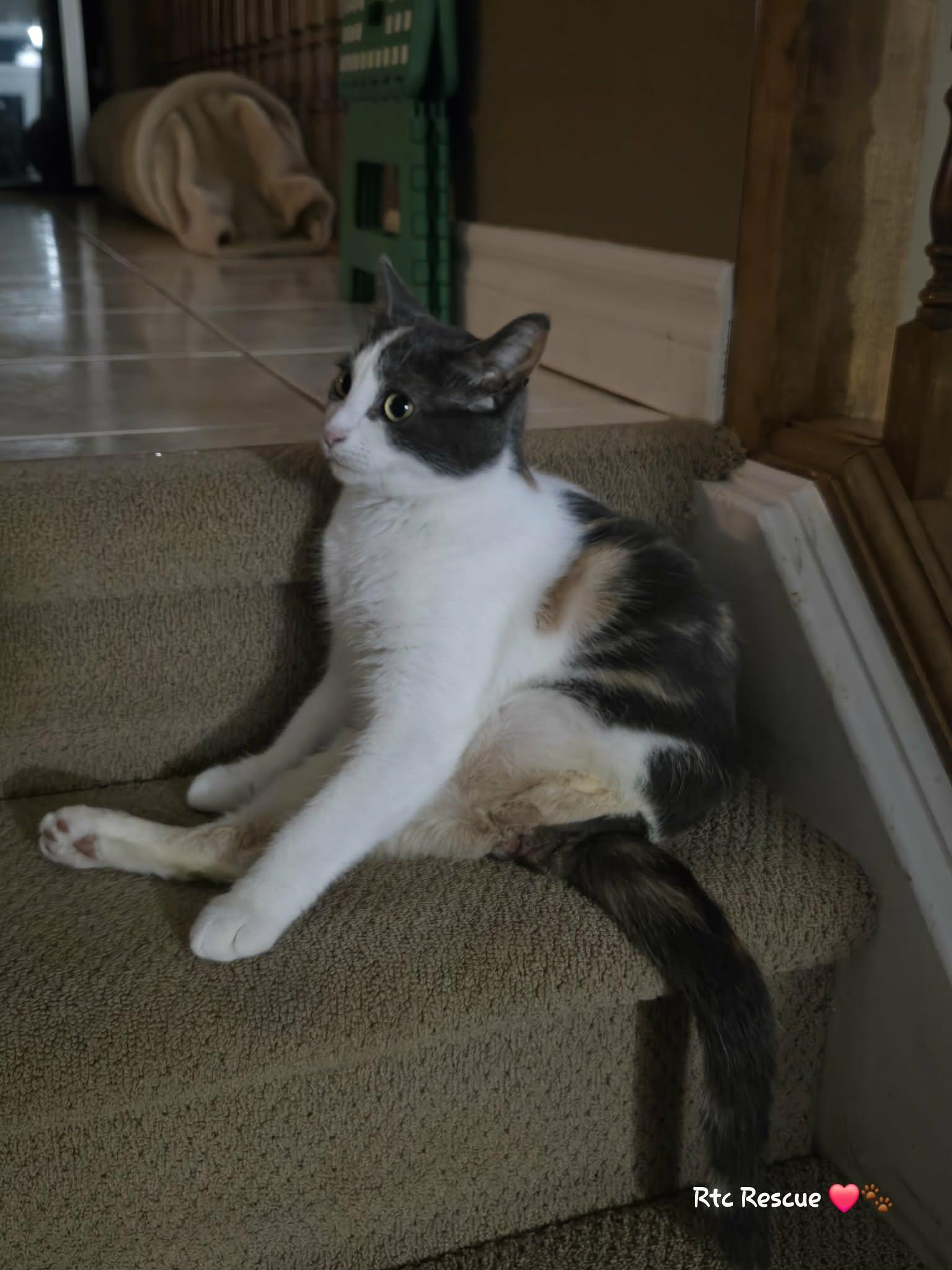 Enlarge Ruby, a ADOPTABLE Domestic Short Hair in Shakespeare, ON image 3/6
