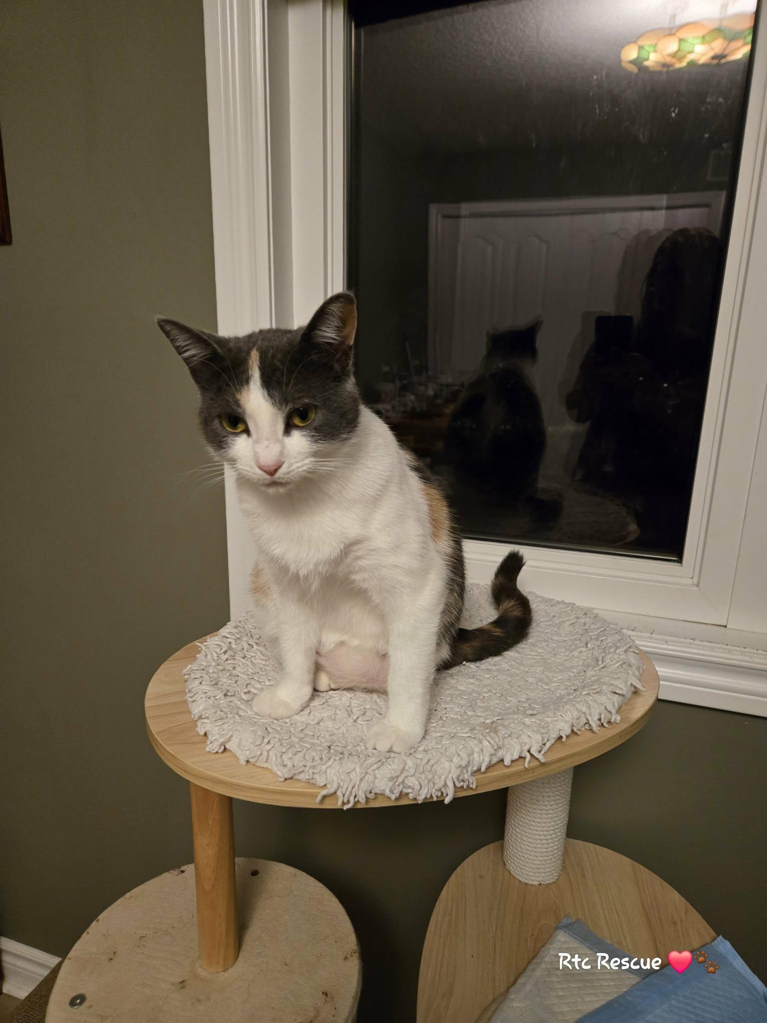 Enlarge Ruby, a ADOPTABLE Domestic Short Hair in Shakespeare, ON image 2/6