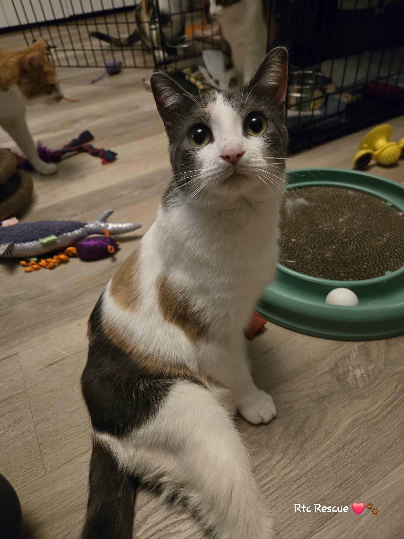 Ruby, ADOPTABLE, Young Female Domestic Short Hair.