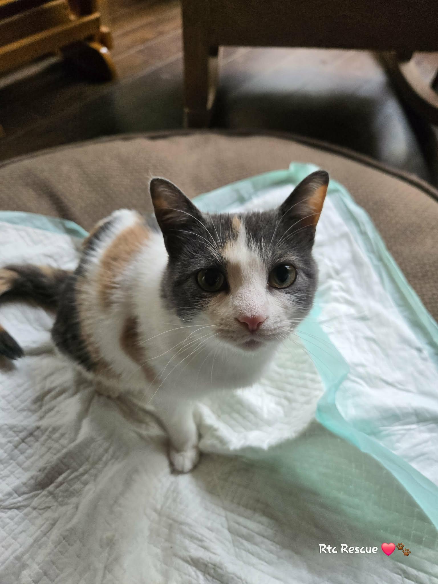 Enlarge Ruby, a ADOPTABLE Domestic Short Hair in Shakespeare, ON image 5/6