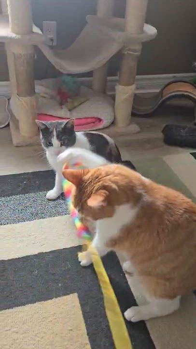Enlarge Ruby, a ADOPTABLE Domestic Short Hair in Shakespeare, ON video 4/6
