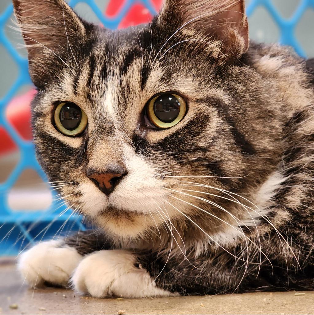 Monday, Adoptable, Senior Male Domestic Medium Hair.