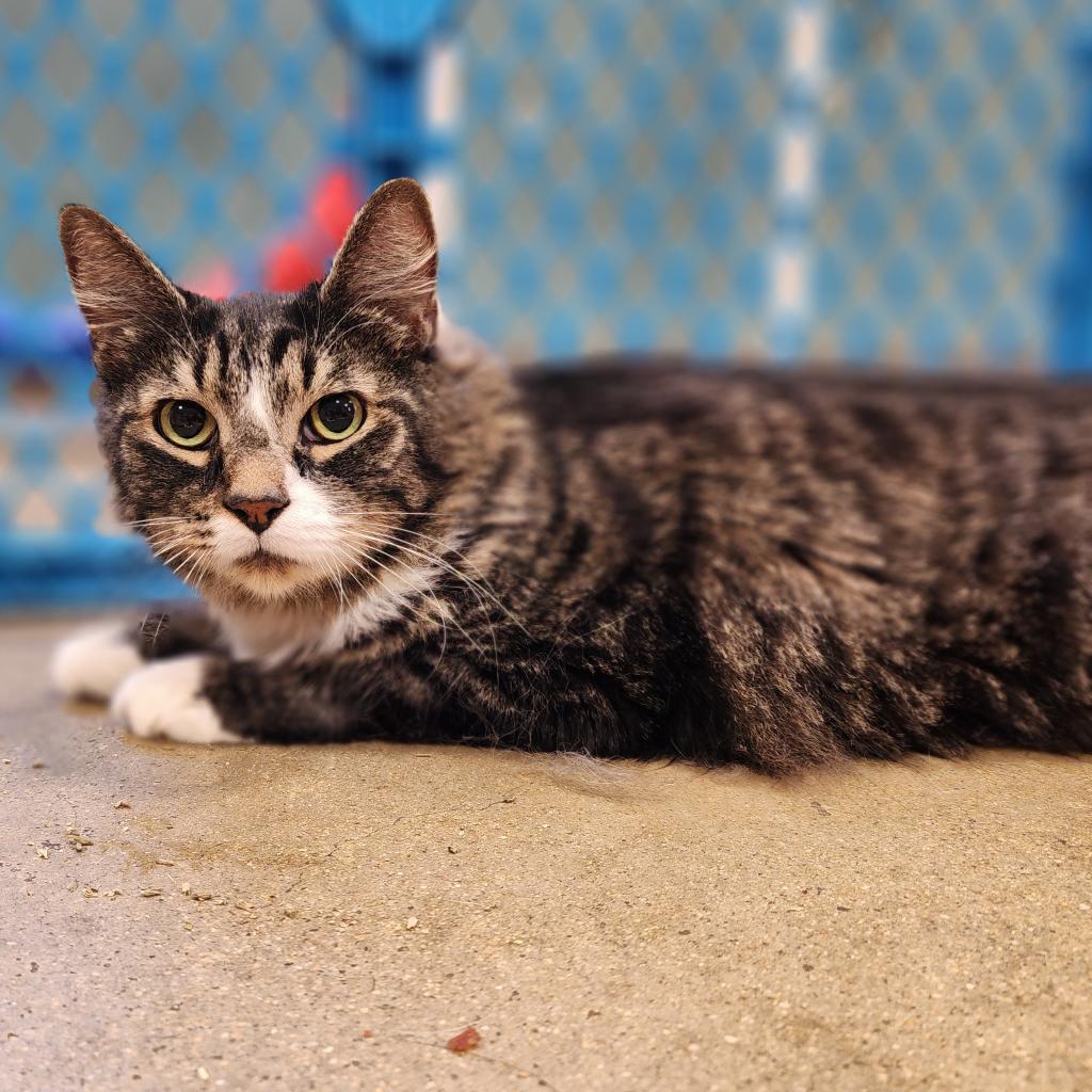 Monday, a Adoptable Domestic Medium Hair in Baltimore, MD image 2/3