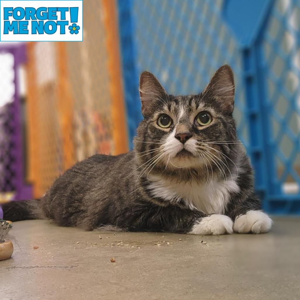 Monday, a Adoptable Domestic Medium Hair in Baltimore, MD image 3/3