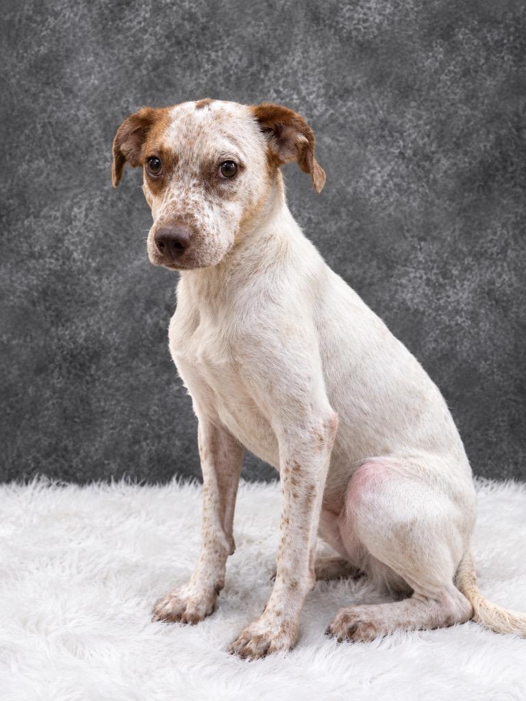 Enlarge London, a Adoptable Mixed Breed in Ocala, FL image 1/2