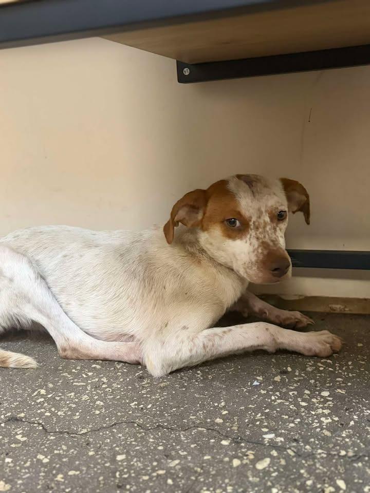 Enlarge London, a Adoptable Mixed Breed in Ocala, FL image 2/2