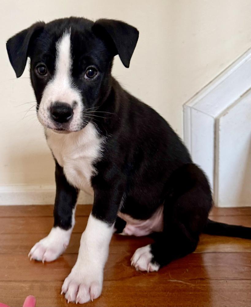 Oslo, Adoptable, Puppy Male Labrador Retriever & Pit Bull Terrier.