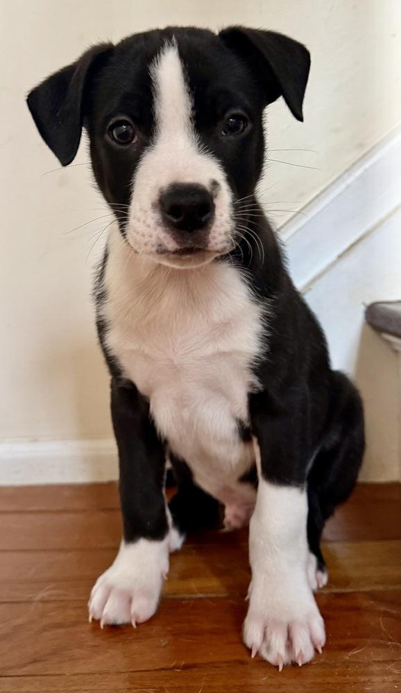 Enlarge Oslo, a Adoptable mixed breed in Greenlawn, NY image 2/5