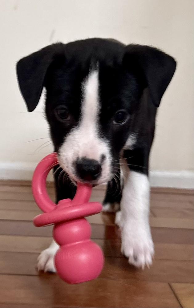 Enlarge Oslo, a Adoptable mixed breed in Greenlawn, NY image 3/5