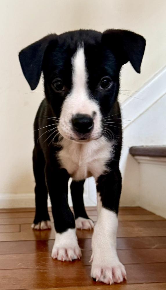 Enlarge Oslo, a Adoptable mixed breed in Greenlawn, NY image 4/5