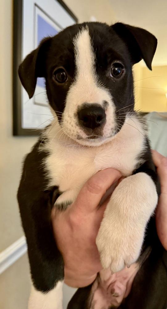Enlarge Oslo, a Adoptable mixed breed in Greenlawn, NY image 5/5