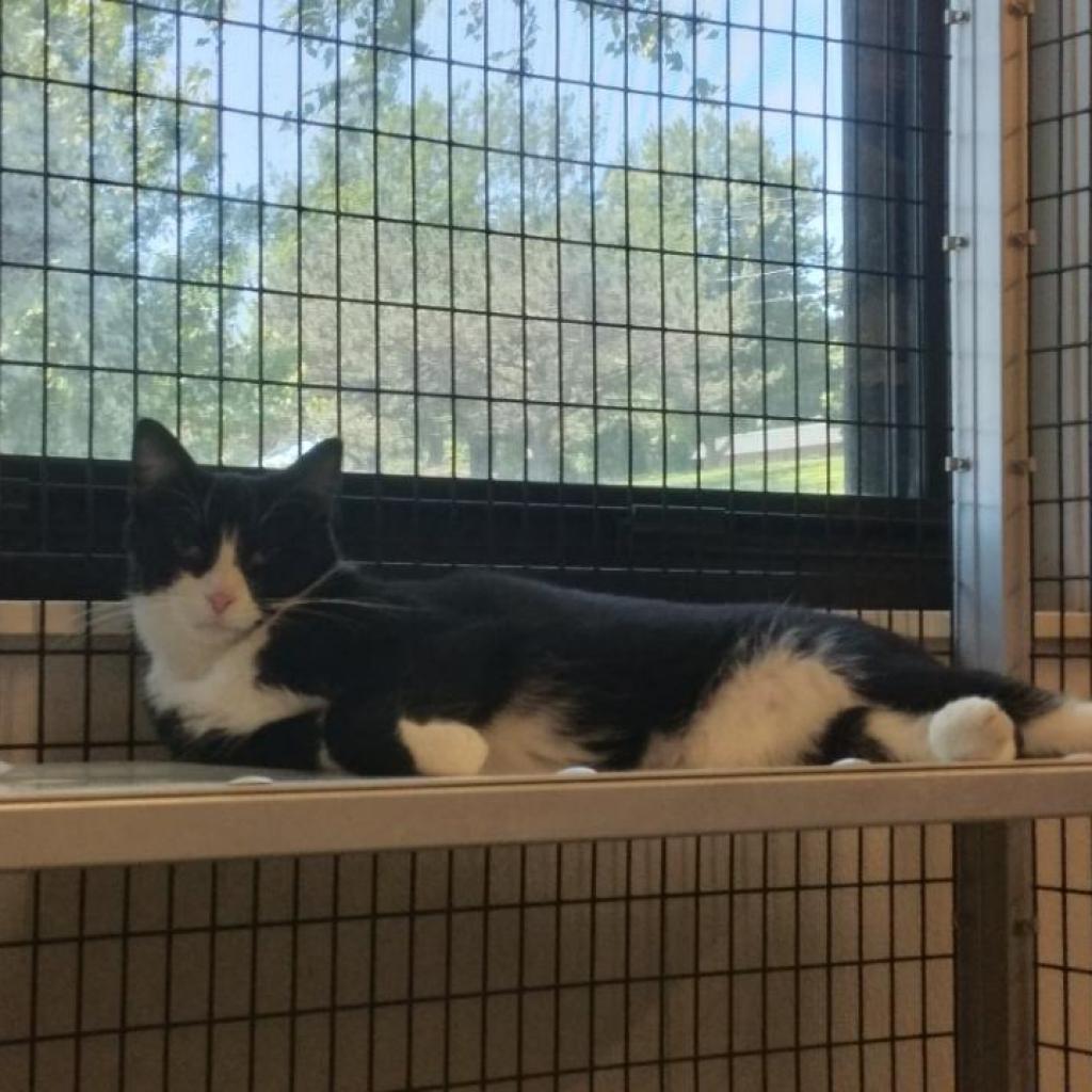 Felix, a Adoptable Domestic Short Hair in Oak Hill, WV image 1/6