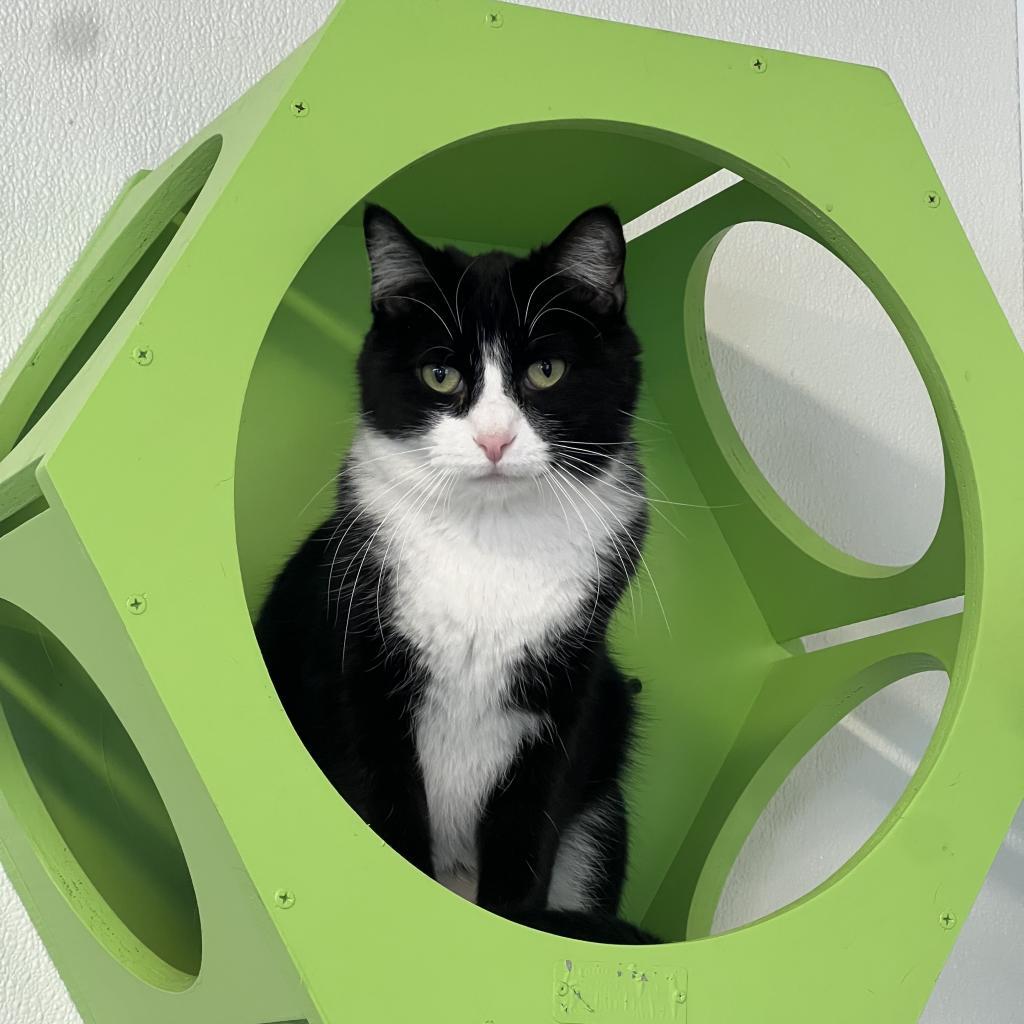 Felix, a Adoptable Domestic Short Hair in Oak Hill, WV image 2/6