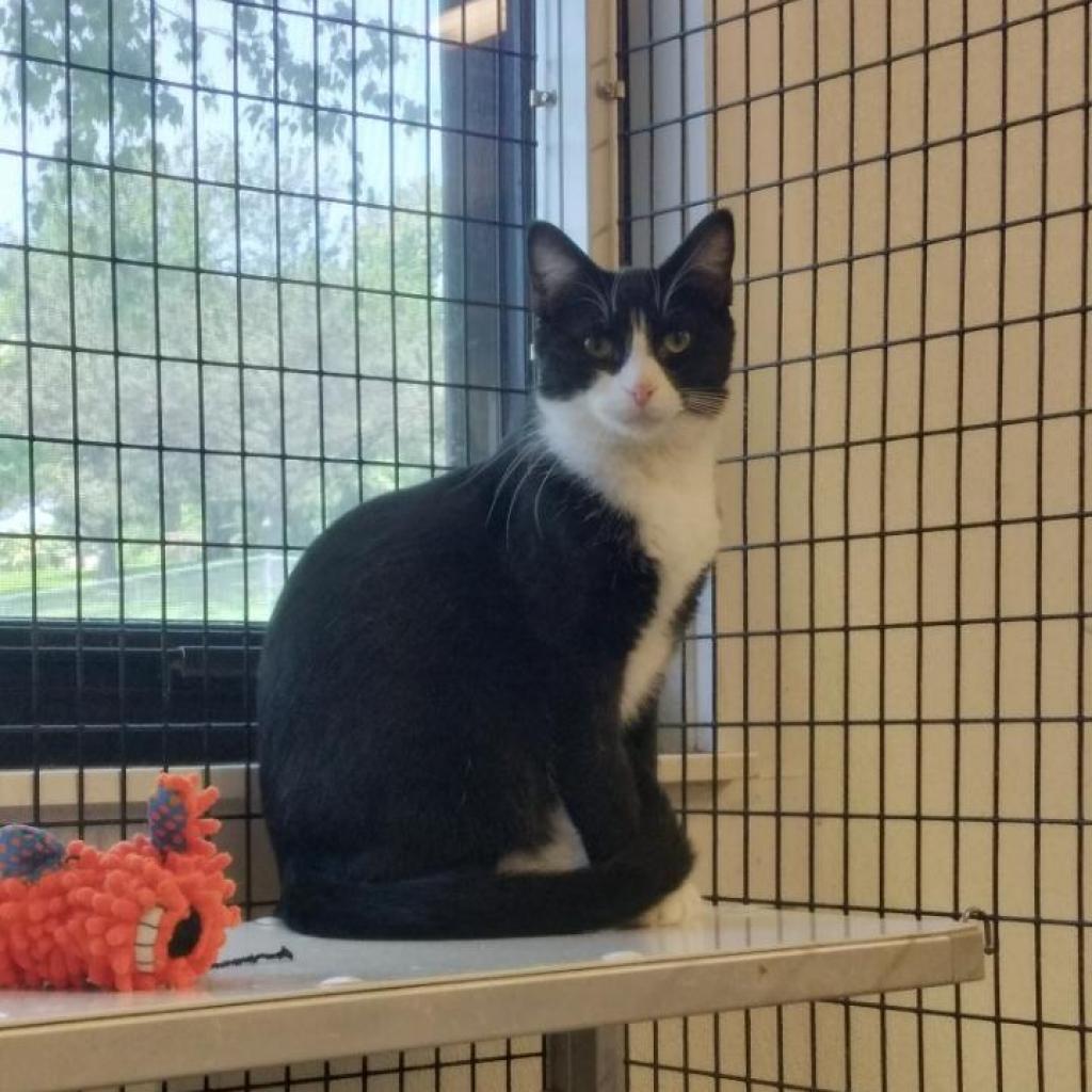 Felix, a Adoptable Domestic Short Hair in Oak Hill, WV image 3/6