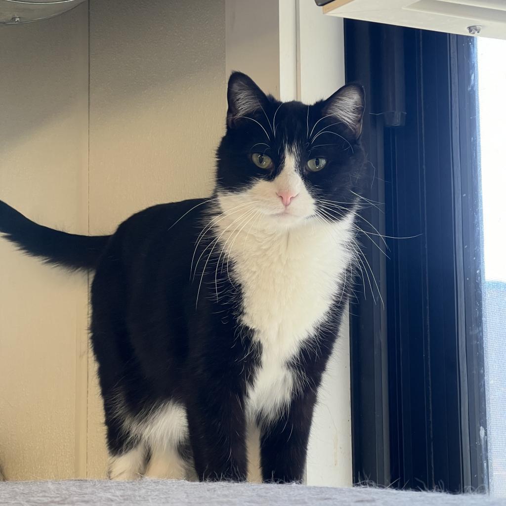 Felix, a Adoptable Domestic Short Hair in Oak Hill, WV image 4/6