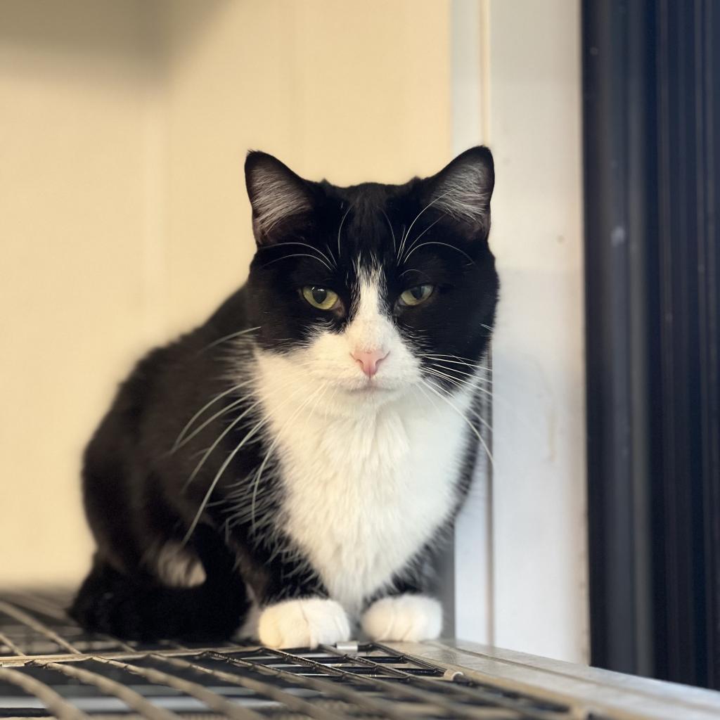 Felix, a Adoptable Domestic Short Hair in Oak Hill, WV image 5/6