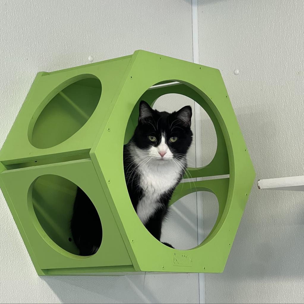 Felix, a Adoptable Domestic Short Hair in Oak Hill, WV image 6/6