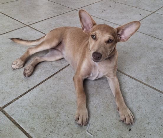 Tina, ADOPTABLE, Young Female Mixed Breed.