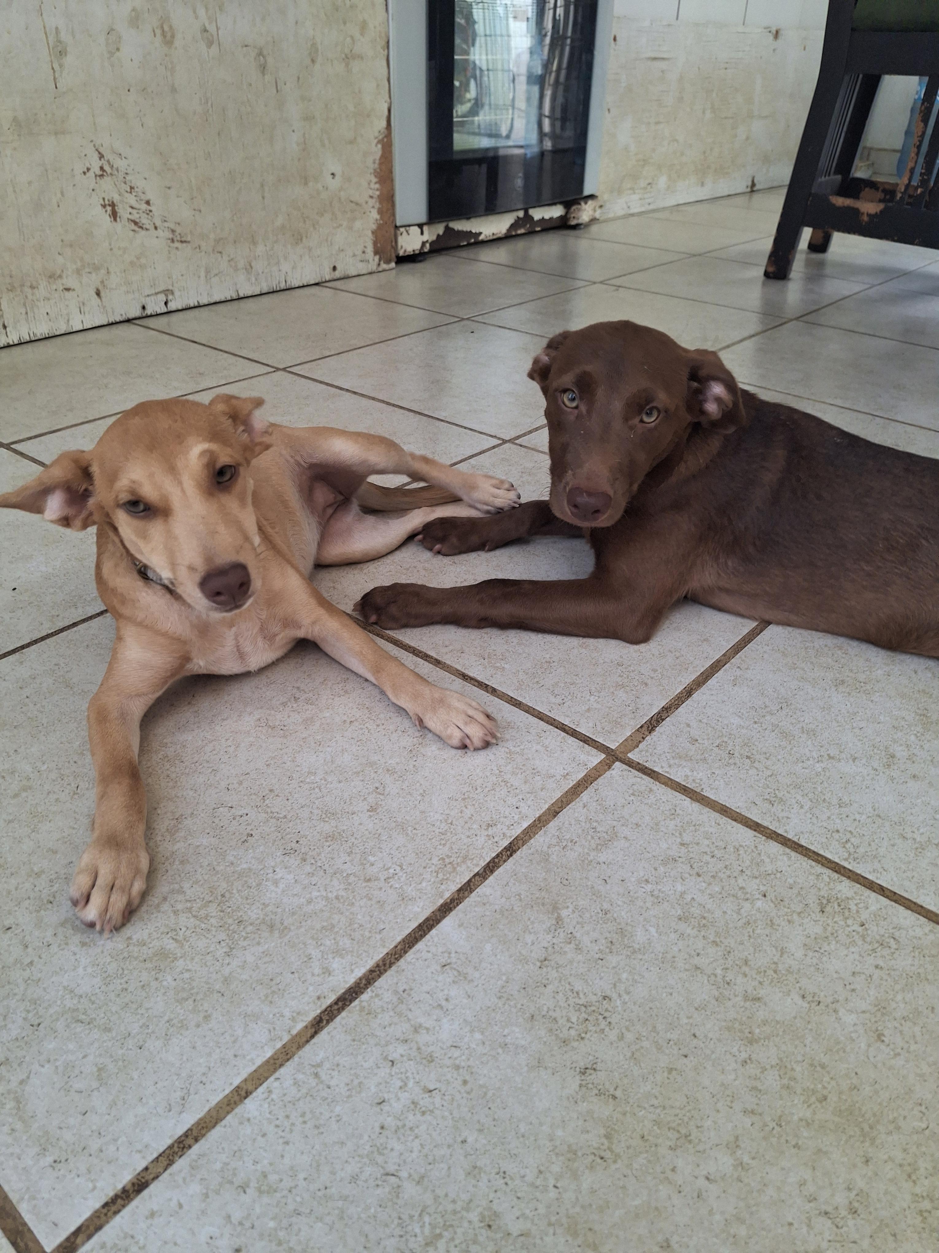 Enlarge Tina, a ADOPTABLE mixed breed in Vancouver, BC image 5/6