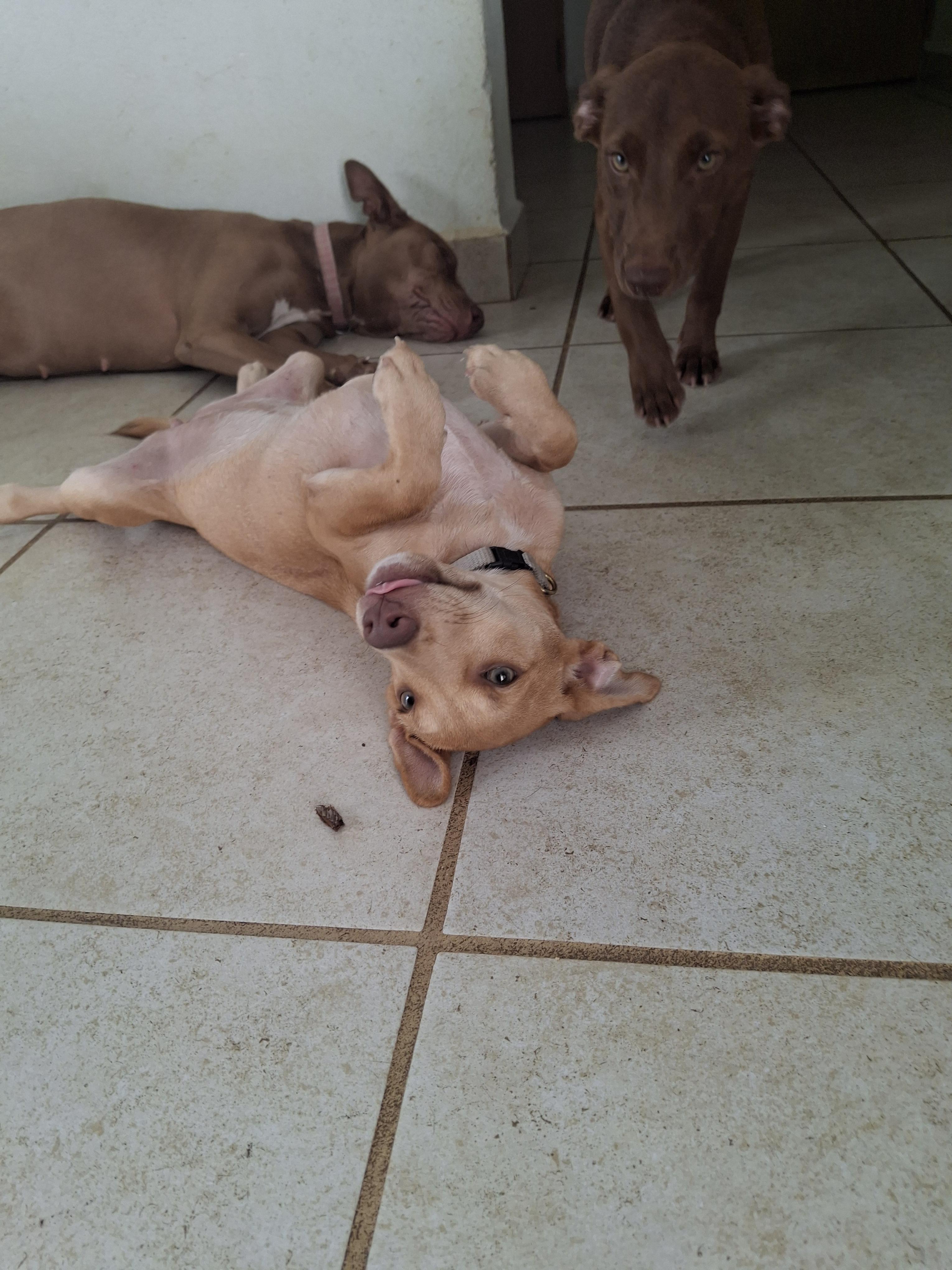 Enlarge Tina, a ADOPTABLE mixed breed in Vancouver, BC image 4/6