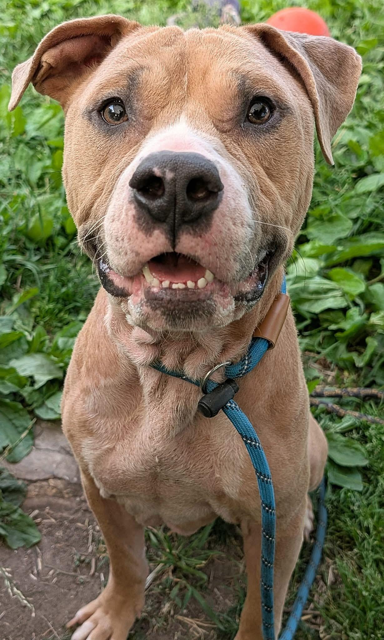 Wrinkles, a ADOPTABLE Pit Bull Terrier in Chicago, IL image 2/5