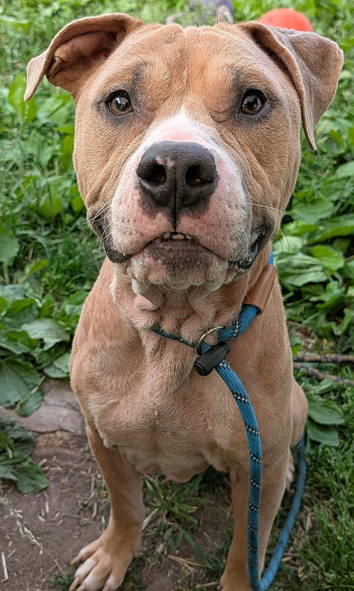 Wrinkles, a ADOPTABLE Pit Bull Terrier in Chicago, IL image 4/5
